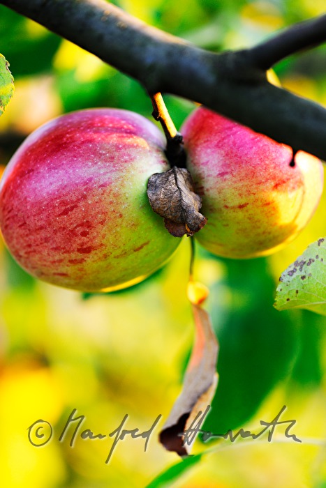 reife Äpfel auf einem herbstlich gefärbten Apfelbaum