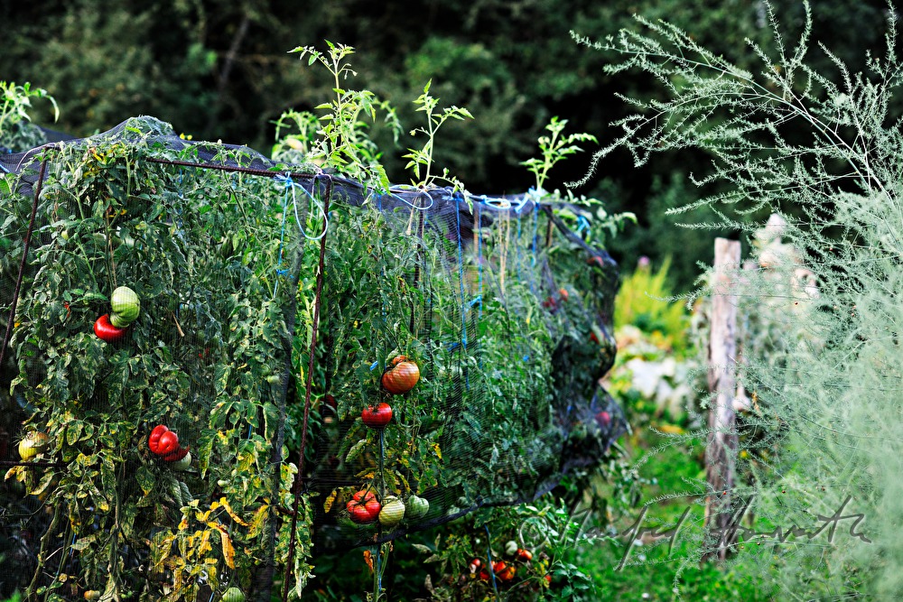 Tomaten-Kultur im Biogarten von Annette Hofmann