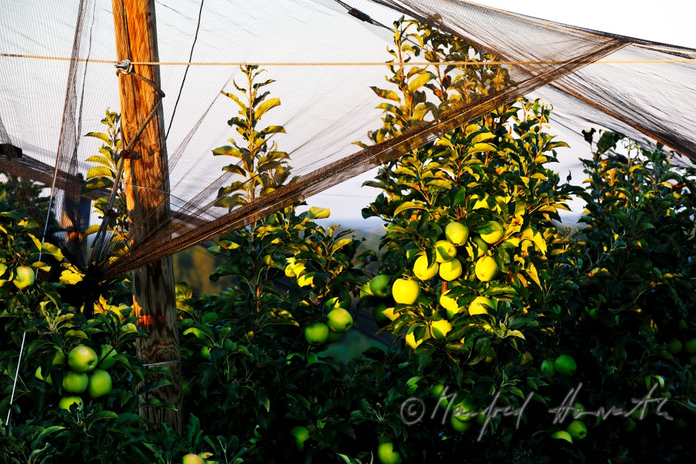 Obstgarten mit reifen Äpfeln an der Südburgenländischen Apfel-Strasse
