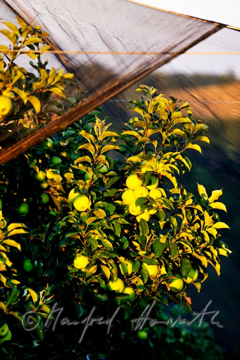 Obstgarten mit reifen Äpfeln an der Südburgenländischen Apfel-Strasse