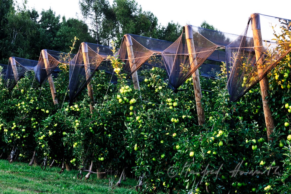 Obstgarten mit reifen Äpfeln an der Südburgenländischen Apfel-Strasse