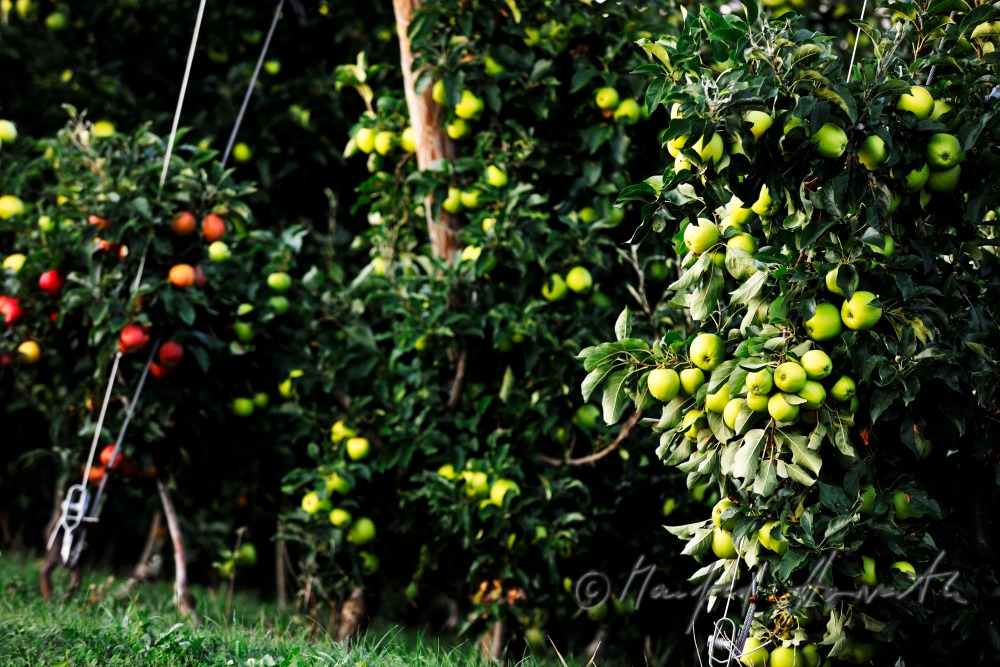Obstgarten mit reifen Äpfeln an der Südburgenländischen Apfel-Strasse