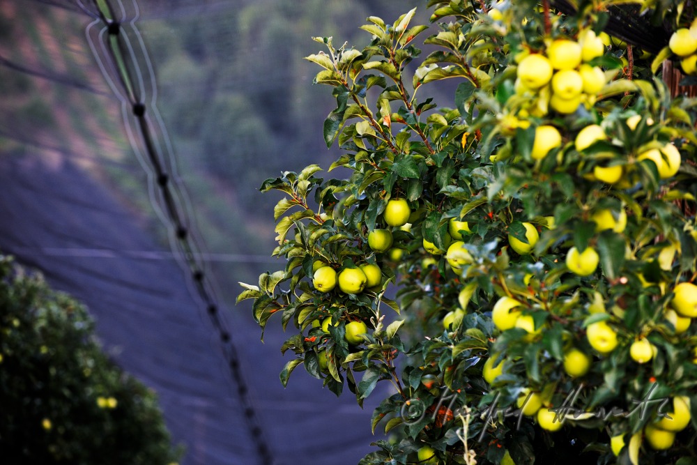 Obstgarten mit reifen Äpfeln an der Südburgenländischen Apfel-Strasse