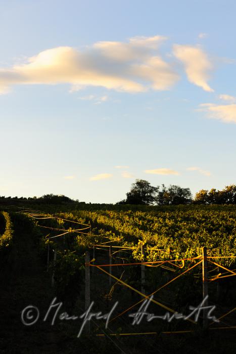 Rieden mit blauen Trauben am Südhang des Leithagebirges