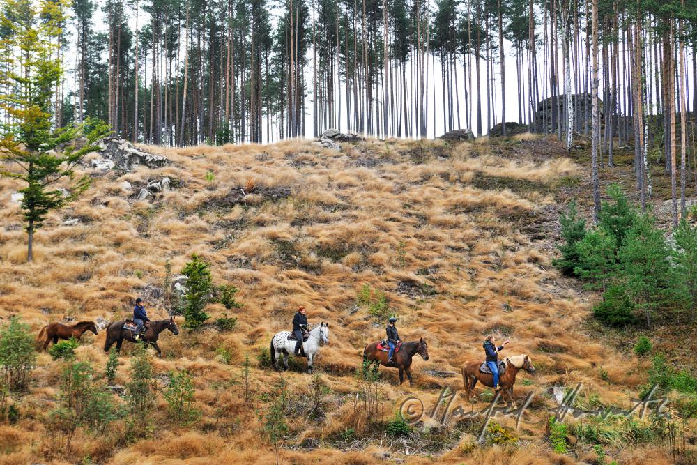 Gruppe von Reitern quert eine Waldlichtung