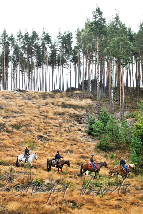 Gruppe von Reitern quert eine Waldlichtung