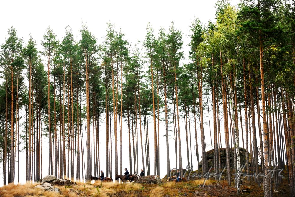 Gruppe von Reitern quert eine Waldlichtung