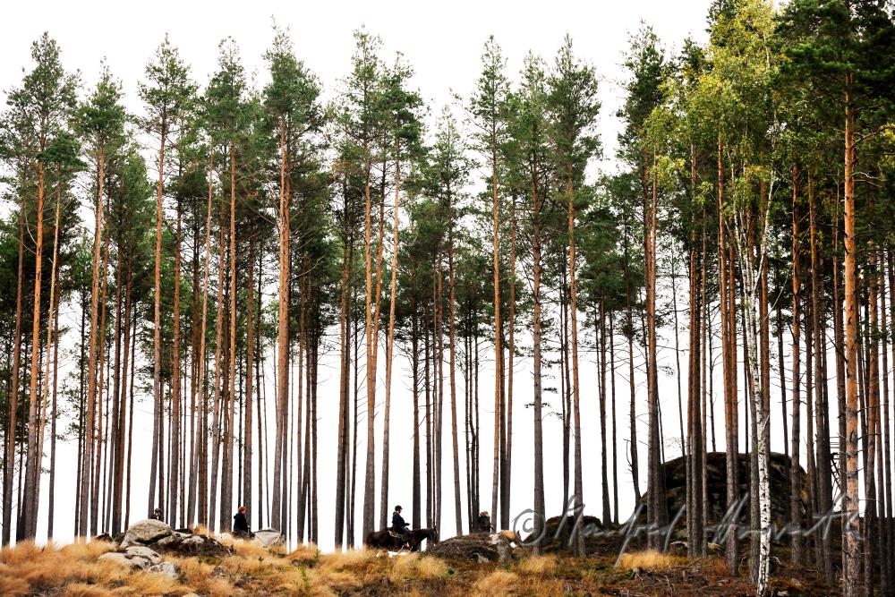 Gruppe von Reitern quert eine Waldlichtung