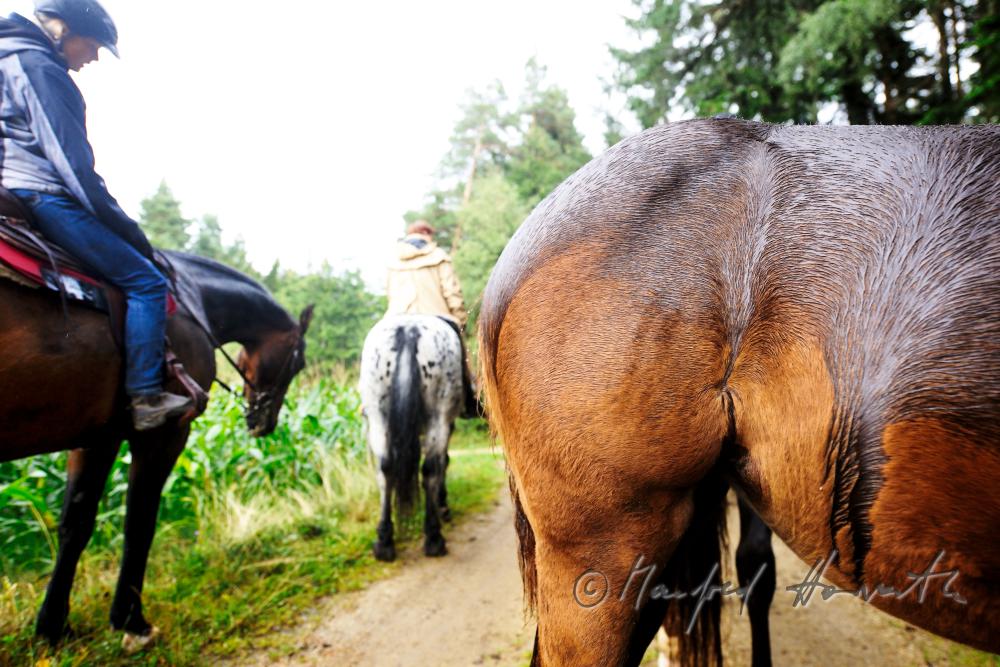 eine Gruppe von Reitern rastet neben einem Maisfeld