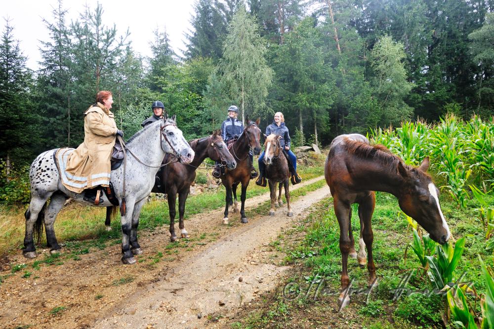 eine Gruppe von Reitern rastet neben einem Maisfeld