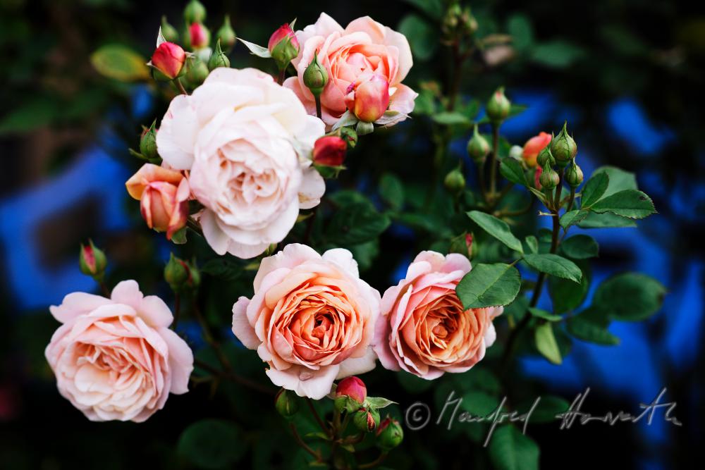blühende englische Rose 
