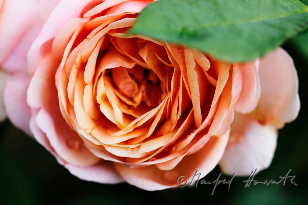 blühende englische Rose 