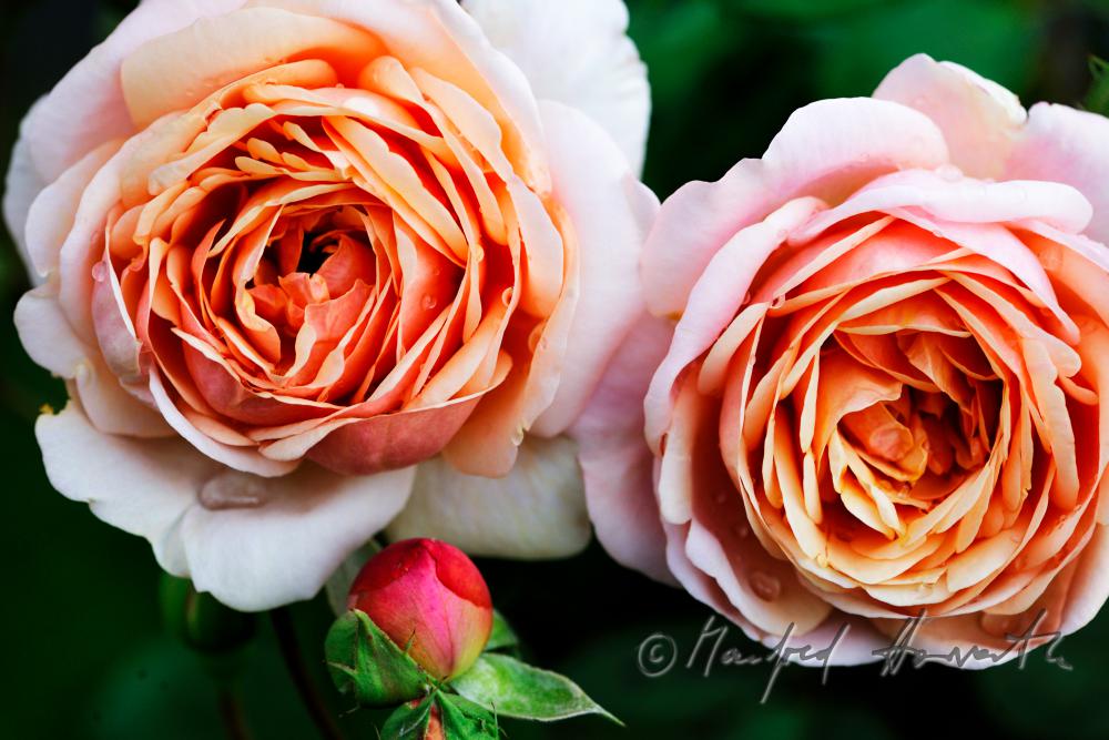blühende englische Rose 