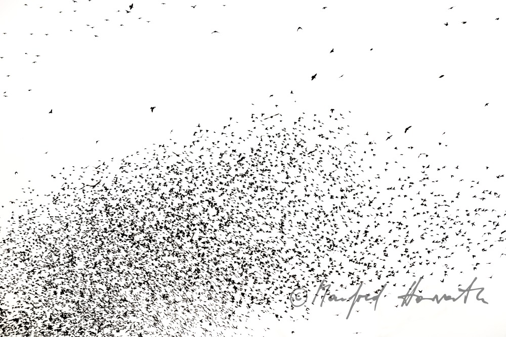 ein Schwarm Stare fliegt über einen Weingarten