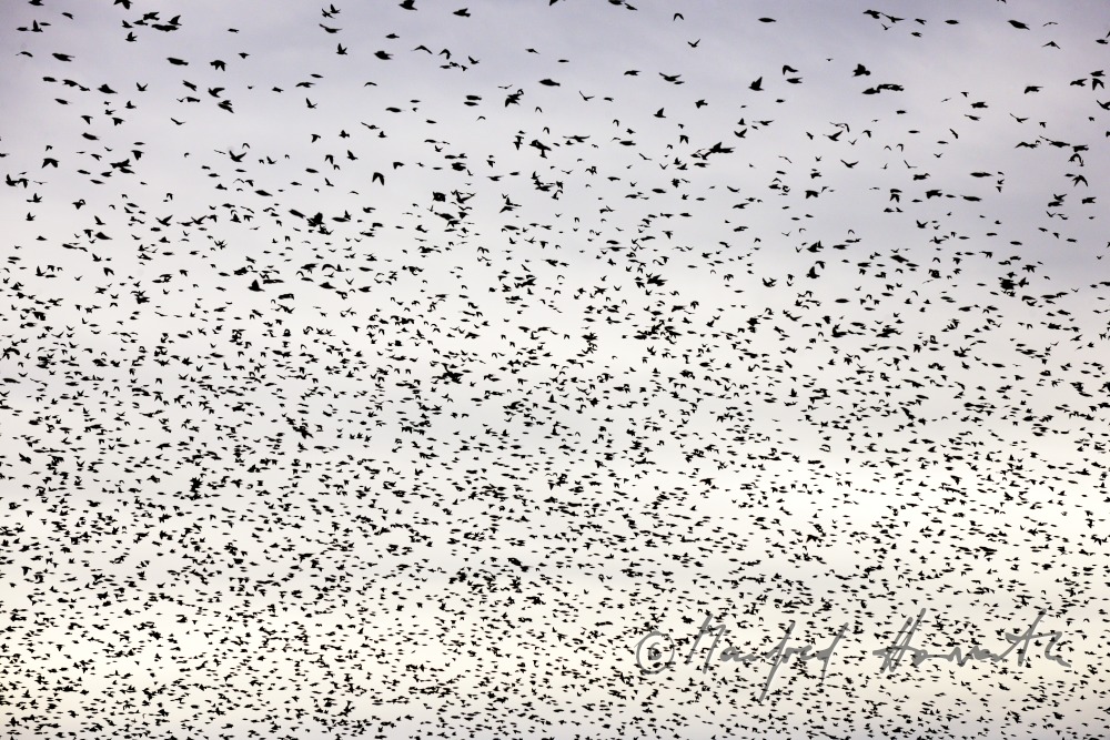 ein Schwarm Stare fliegt über einen Weingarten