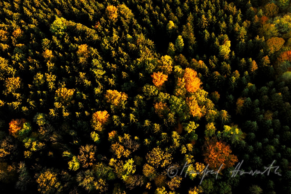 Mischwald in Herbstfarben