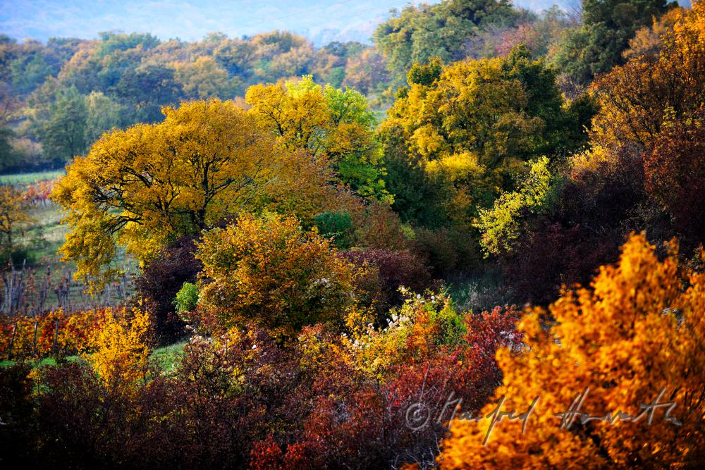 Blick über die Heide des Naturschutzgebietes zum Leithagebirge