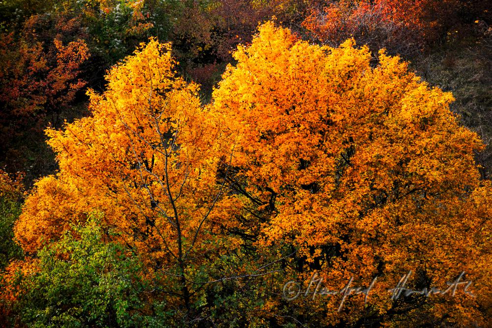 Ahornbaum in leuchtender Herbstfarbe