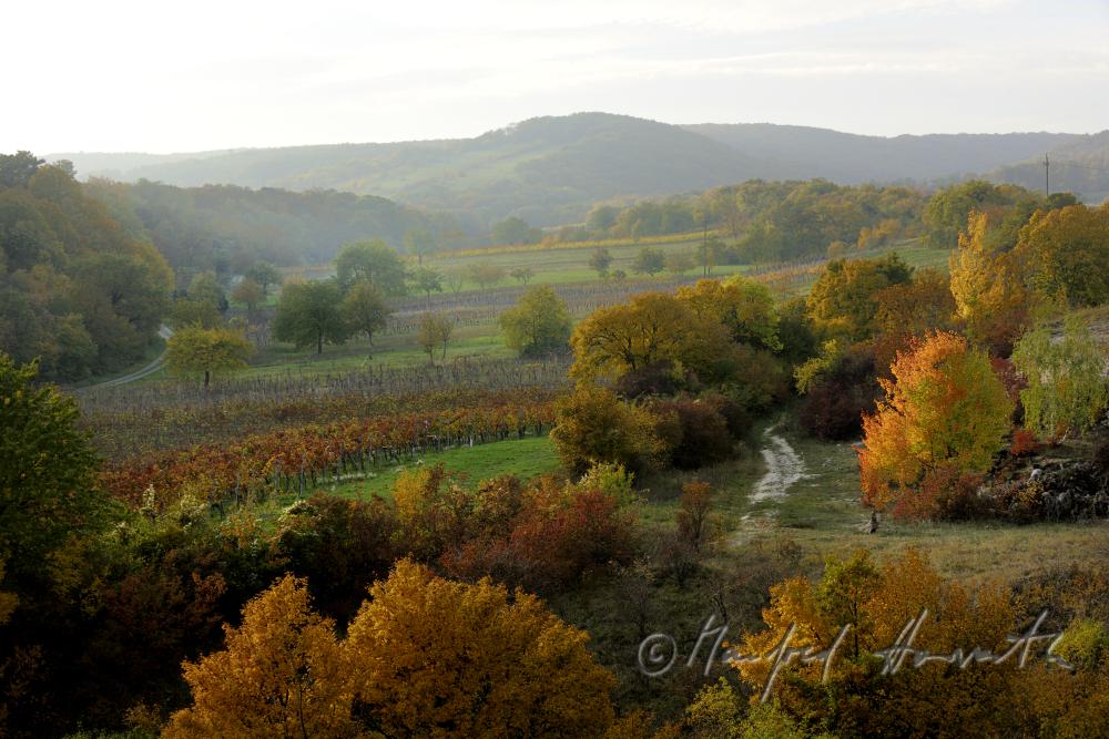 Blick über die Heide des Naturschutzgebietes zu den Weinbergen