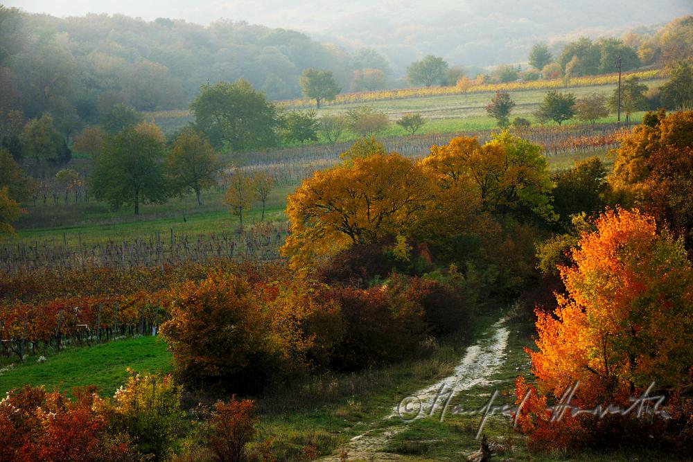 Blick über die Heide des Naturschutzgebietes zu den Weinbergen