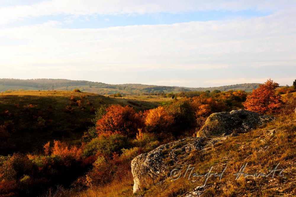 Blick über die Heide des Naturschutzgebietes zum Leithagebirge