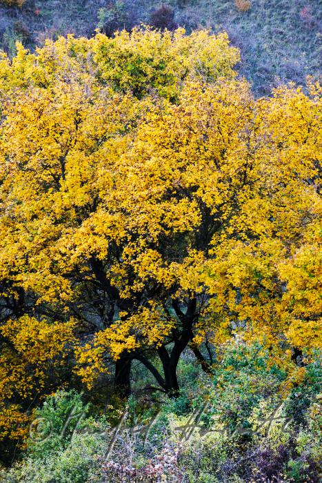 Ahornbaum in leuchtender Herbstfarbe