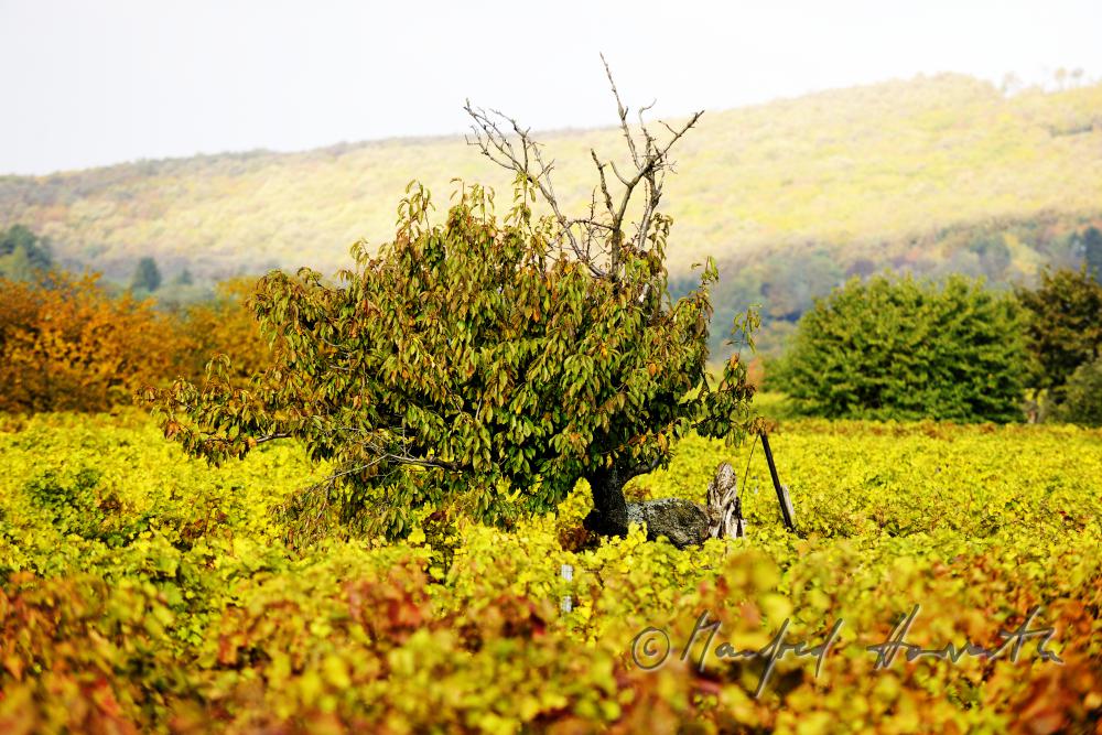 herbstlich verfärbte Blätter und Kirschenbaum