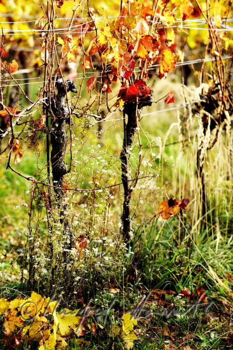 herbstlich verfärbte Blätter und Weinstock