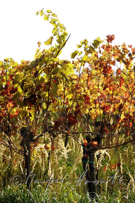 herbstlich verfärbte Blätter und Weinstock