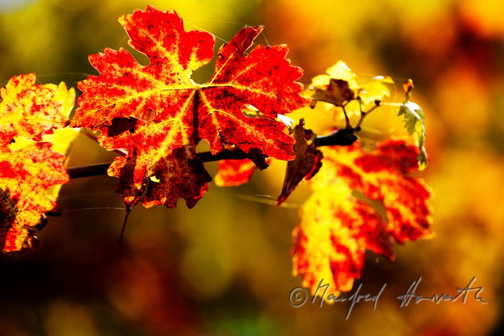 herbstlich verfärbte Blätter und Weinstock