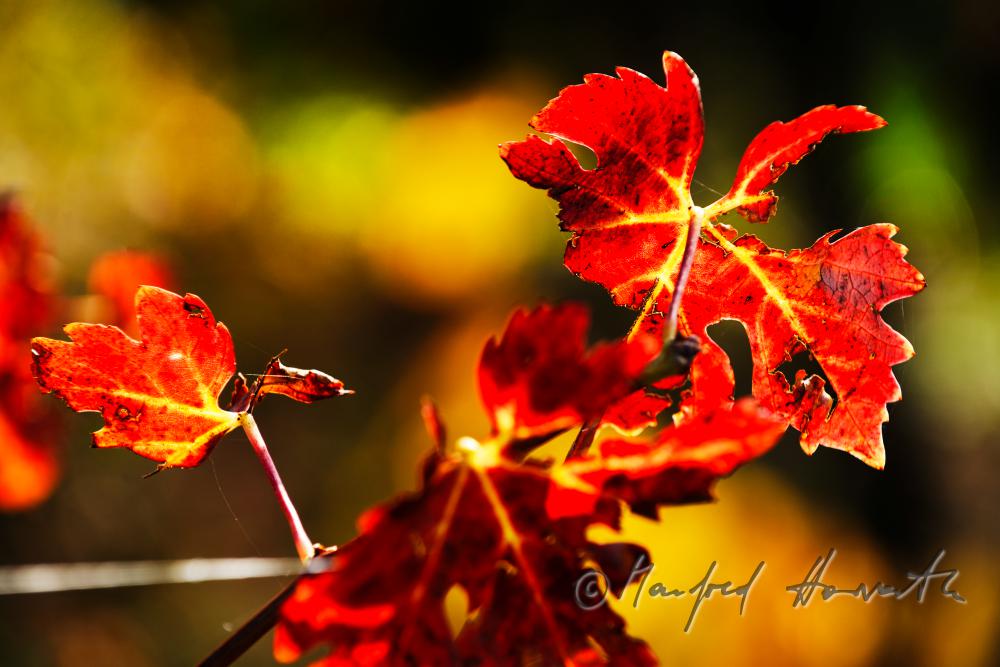 herbstlich verfärbte Blätter und Weinstock