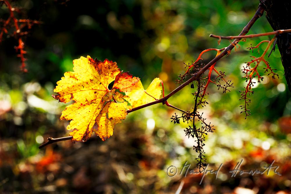 herbstlich verfärbte Blätter und Weinstock
