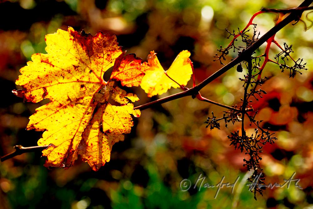 herbstlich verfärbte Blätter und Weinstock