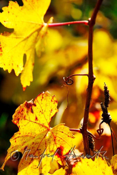 herbstlich verfärbte Blätter und Weinstock