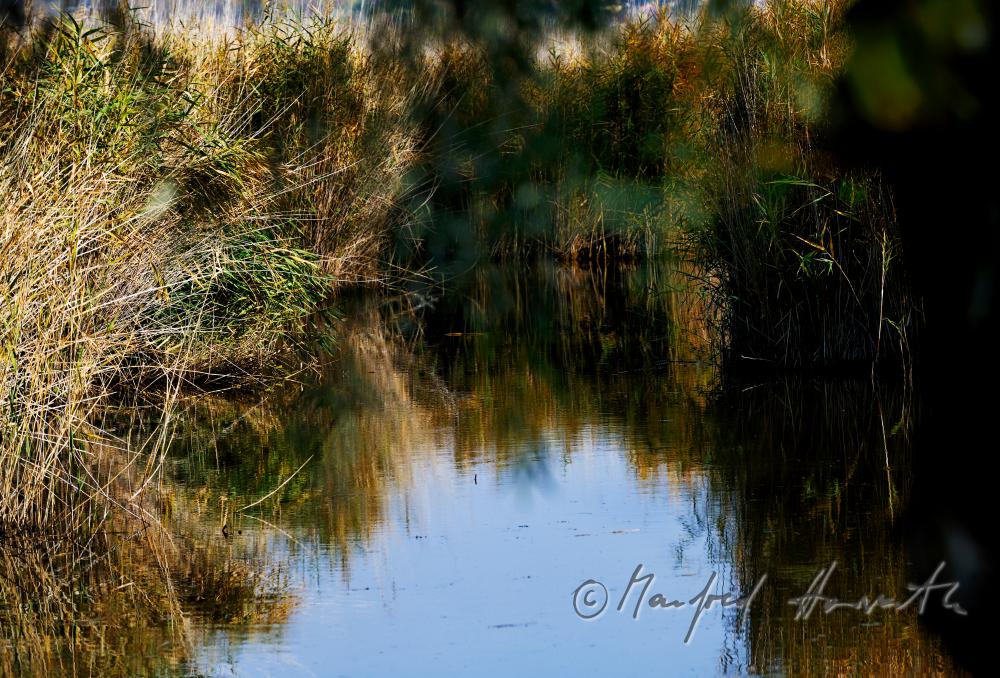 Schilf im schmalen Wasser-Kanal