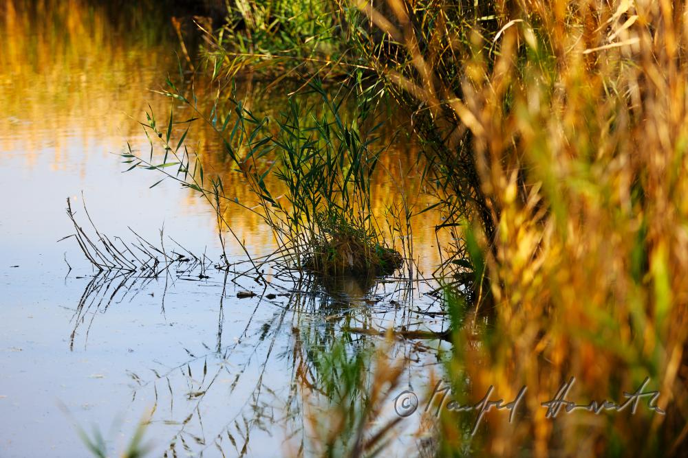 Schilf im schmalen Wasser-Kanal