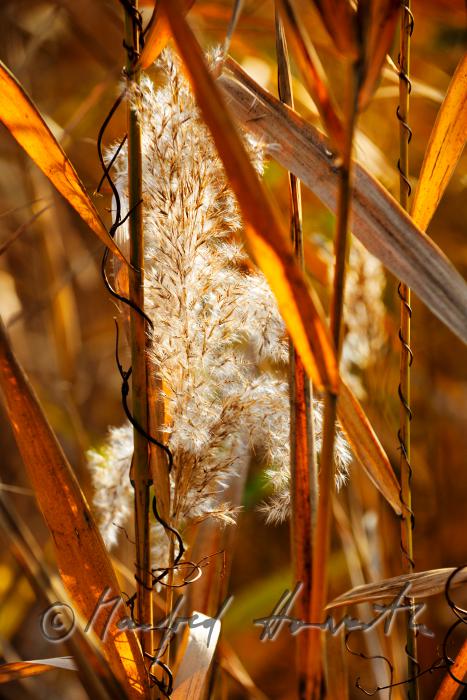 Schilfrohrblüte im Herbst