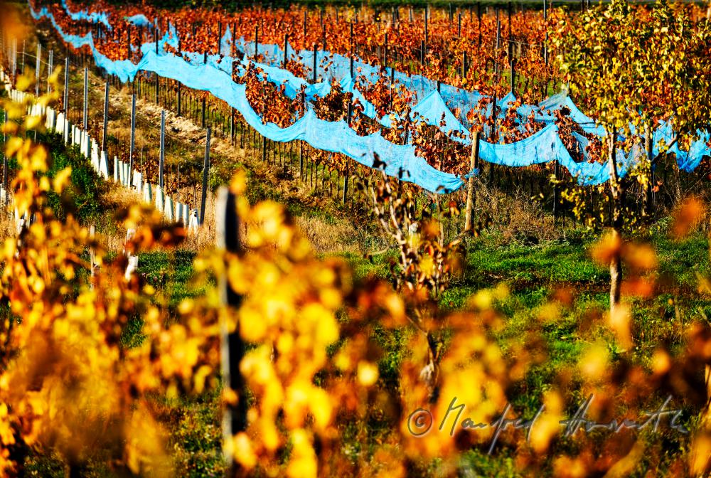 herbstlich verfärbte Blätter und Rebzeile mit Netz als Vogelschutz