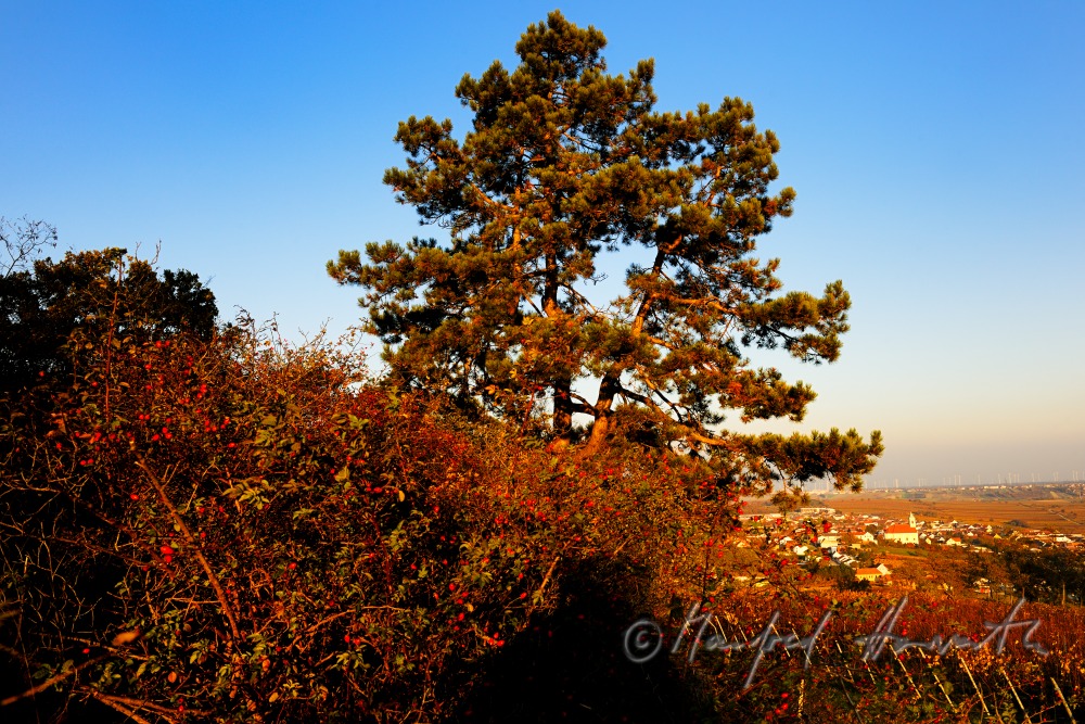 Kiefernwald auf dem Hackelsberg und Blick auf Jois