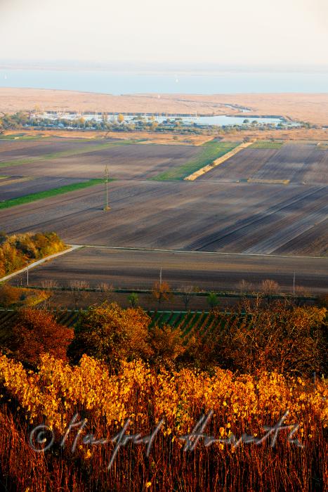 Blick vom Hackelsberg zu den Weingärten am Neusiedlersee