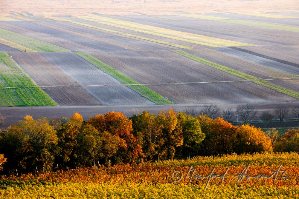 Blick vom Hackelsberg zu den Weingärten am Neusiedlersee