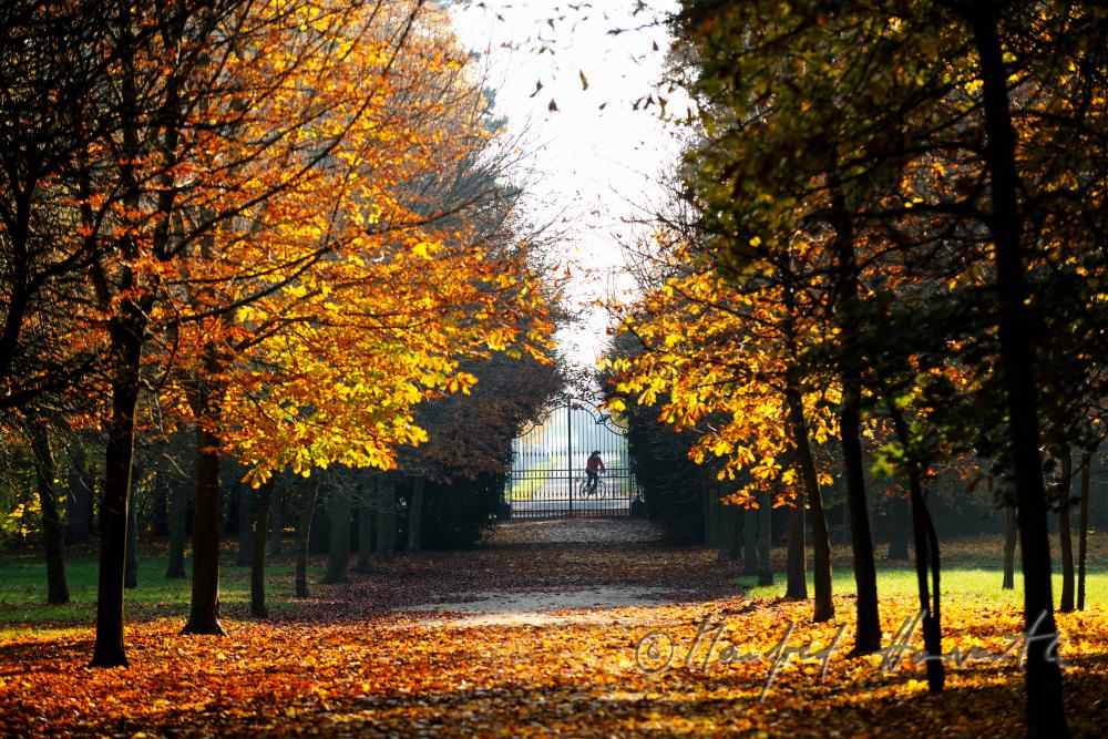 Allee im barocken Landschaftsgarten und Gartentor