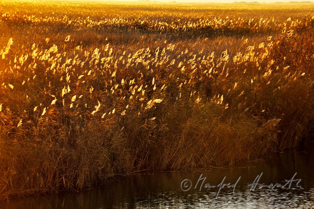 Schilf im schmalen Wasser-Kanal