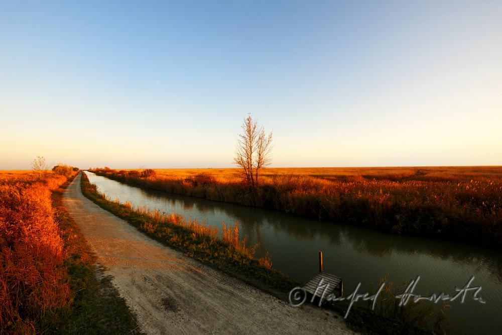 Schilf im schmalen Wasser-Kanal