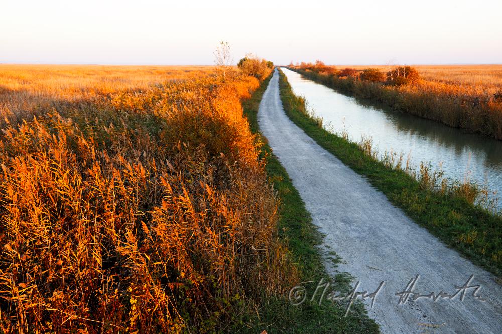 Schilf im schmalen Wasser-Kanal