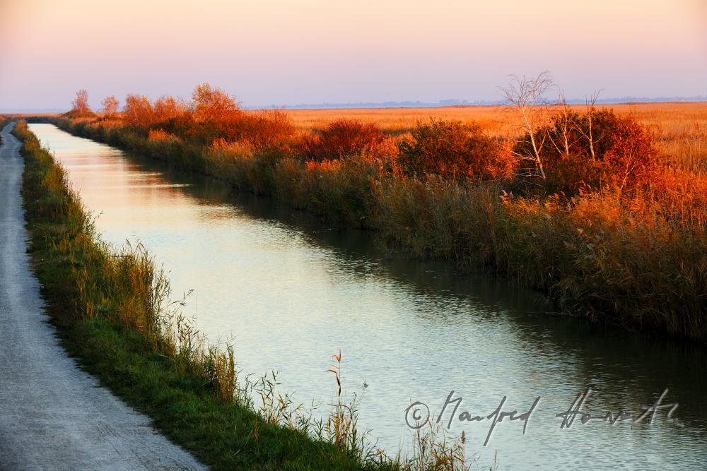 Schilf im schmalen Wasser-Kanal