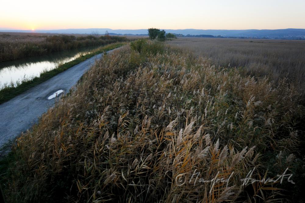Schilf im schmalen Wasser-Kanal
