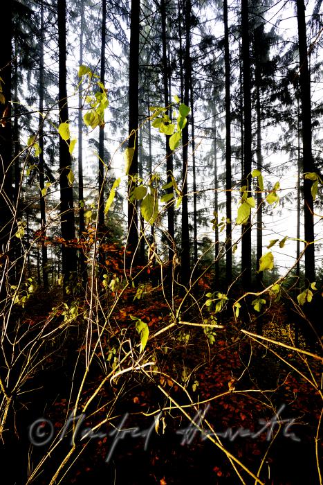 Herbstwald im Naturschutzgebiet