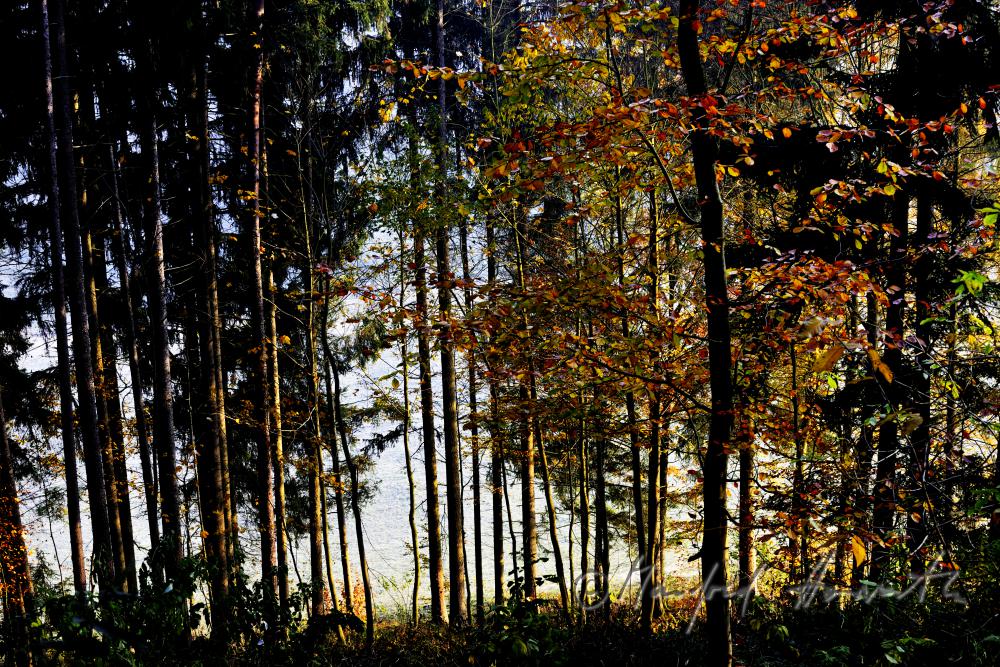 Herbstwald im Naturschutzgebiet