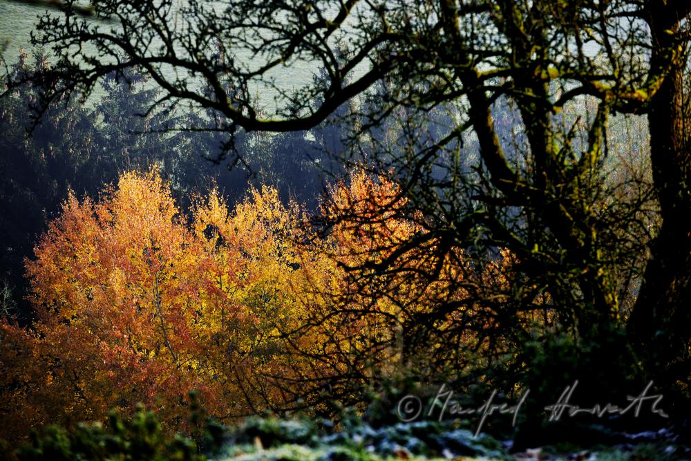 Herbstwald im Naturschutzgebiet